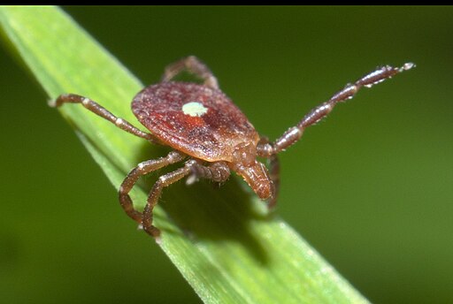 Lone star tick